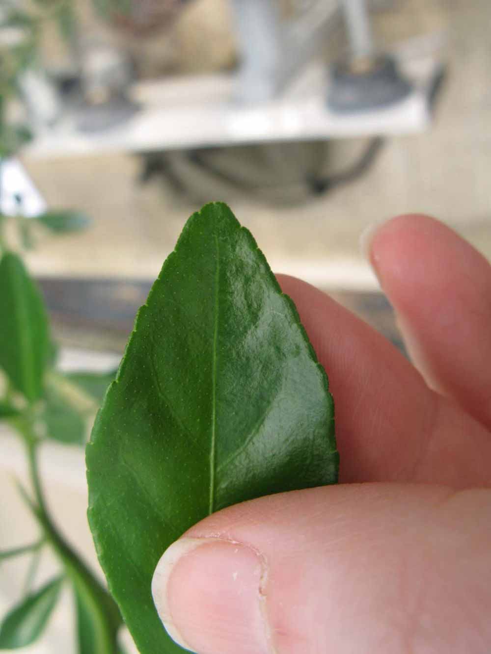              Margin (Phillip Rucks Citrus Nursery, Frostproof, FL)       